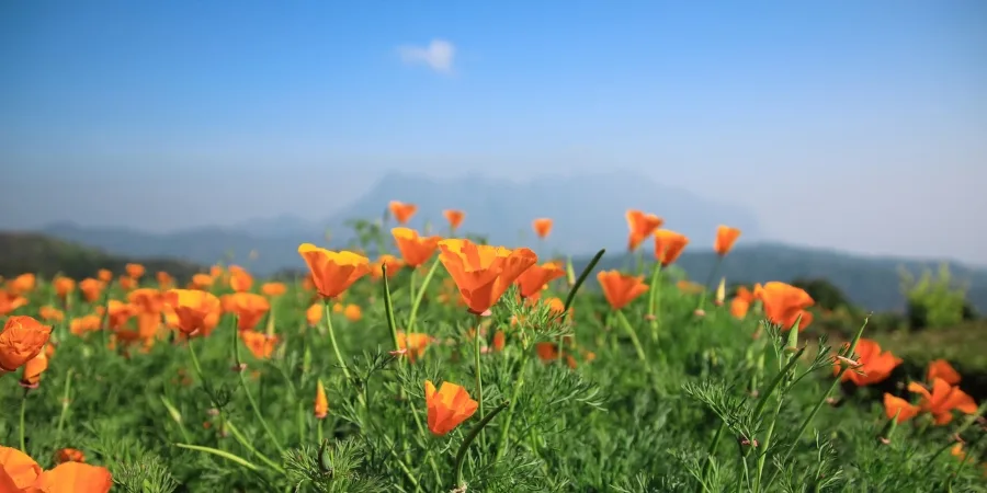 Lush green meadows in Valley of Flowers during rainy season